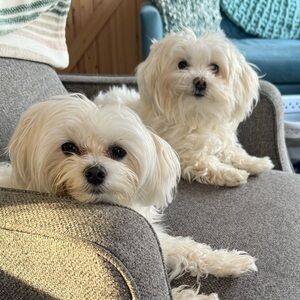 Meet your Posher, Darlene